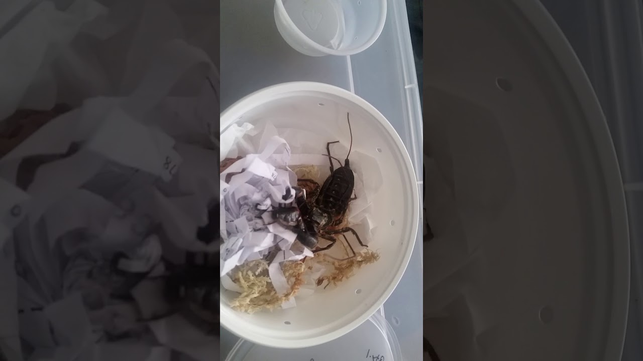 NEW PET VINEGAROON AND MILLIPEDE!! YouTube