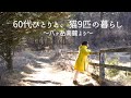 【🍃146話】64歳・一人で八ヶ岳移住20年、大変さを圧倒的に上回る「幸せな田舎暮らし」、そして私は八ヶ岳LOVE💗が止まらない/お餅とチーズのパン/大失敗のパン肉まん・あんまん/9匹の猫たち