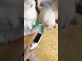 🐱猫の毛がごっそり！繰り返し使える最強クリーナー✨ #猫毛対策 #抜け毛掃除 #便利グッズ
