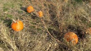 How to Make Halloween Popcorn by Tyler Nowak 8 views 6 years ago 1 minute, 16 seconds