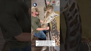 Chiropractor Helps Giraffe in Need