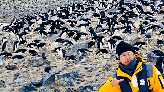 100万羽のペンギンが居る南極の島に行ってみた。南極から手紙を出してみた