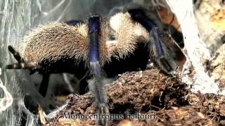 Tarantula compilation 22