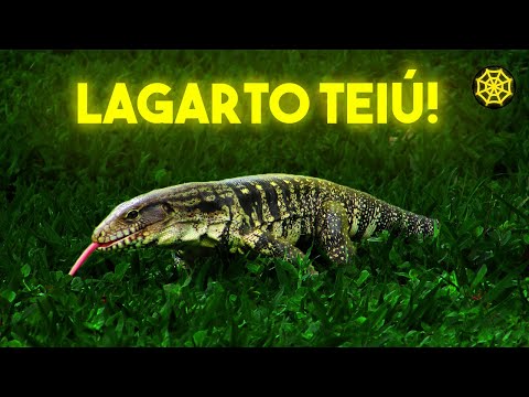 Vídeo: O lagarto amarelo não é uma cobra! Descrição e foto de uma criatura incrível