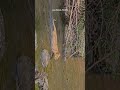 Little king crossing big challenges. #wildlife #asiaticlion #bigcat #lioncub #cube