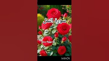 #سورة_النمل #القرآن_الكريم #اكسبلور #تيك_توك#تلاوة_خاشعة  #دعاء_مستجاب #حالات_واتس #الياس_الحجري
