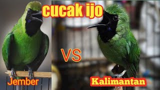 Cucak ijo Jember vs Kalimantan