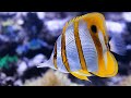 Turtle paradise 3  a nature relaxation underwater ambient 8k film ft relax moods music  12 hours