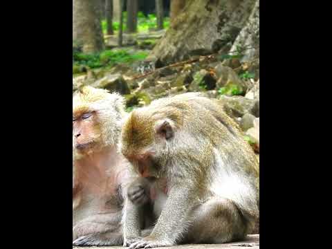 Beautiful#Lovely Babies#Good Short#Video