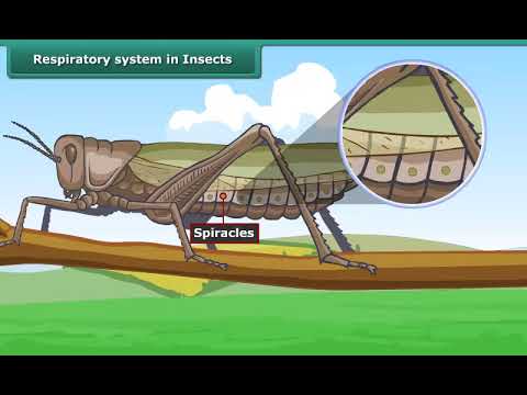 Video: Ce insecte au spiraculi?