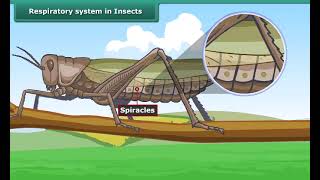Respiratory system in Insects | Class 7 | Science