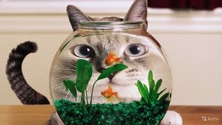 Приколы с Кошками, Смешное Видео Про Котов, СМОТРИ Приколы с Кошками, Смешное Видео Про Котов, СМОТРИ