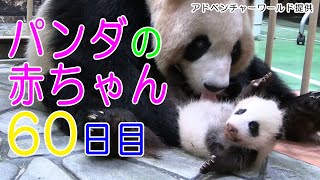 アドベンチャーワールド　パンダの赤ちゃん 60日目