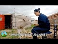 第二季（614）姑娘实拍白毡包里的生活，无人草原会无聊？粉丝就爱看这样的！