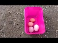 Folluklardan yumurta toplama 8