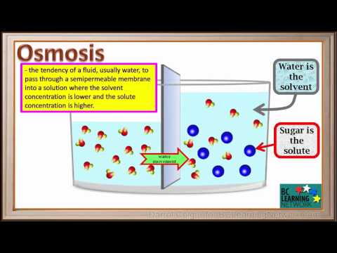Video: Vad händer när koncentrationen av glukos i vattnet utanför en cell är högre än koncentrationen inuti?