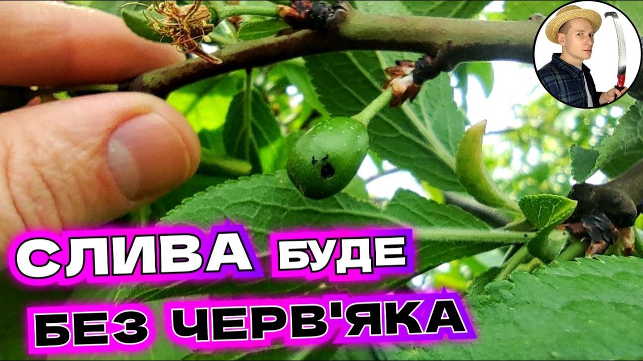 Від сливової плодожерки що уражує рослини в усі фази розвитку культур.