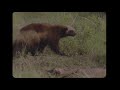 Wolverine and Bear bicker over FOOD