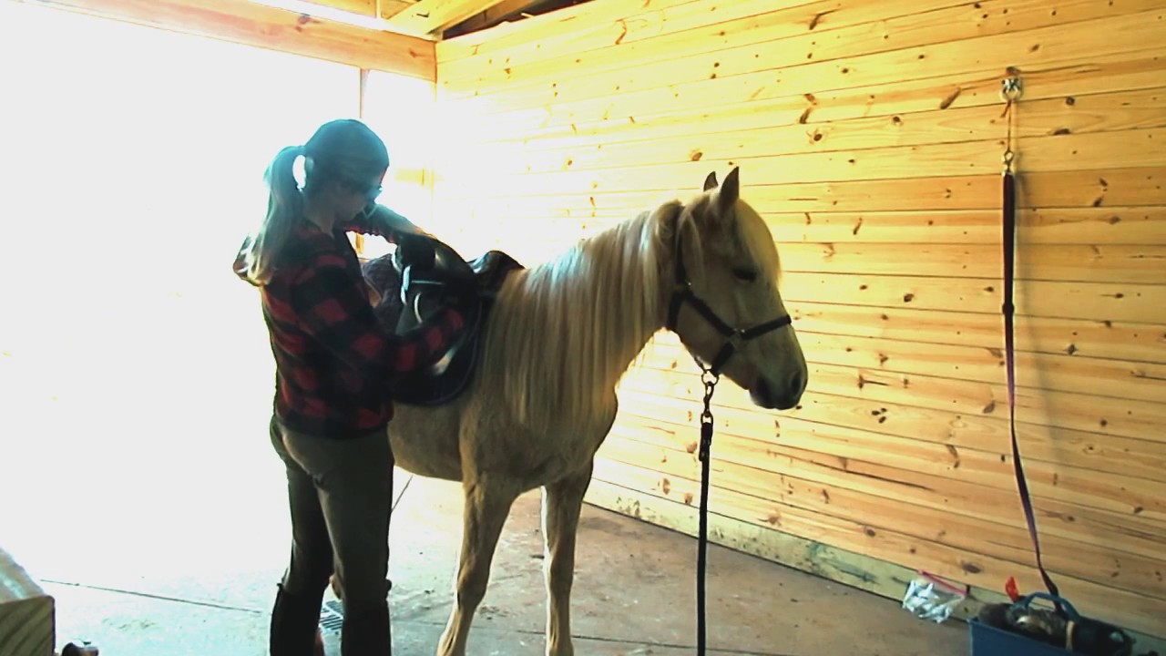 Horse Training Saddling A Yearling Pony YouTube