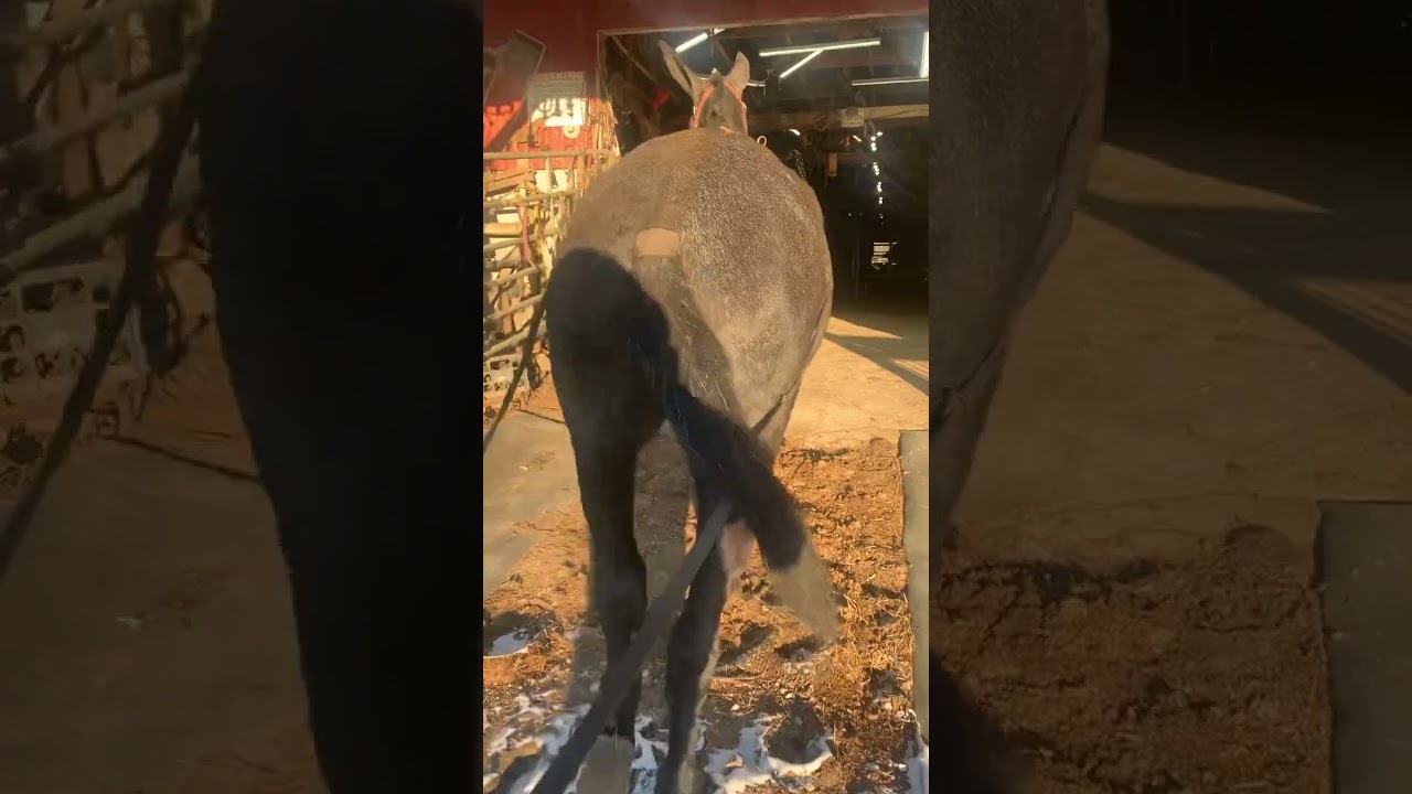 Paul V Smith mule and horse training Crossville Tennessee