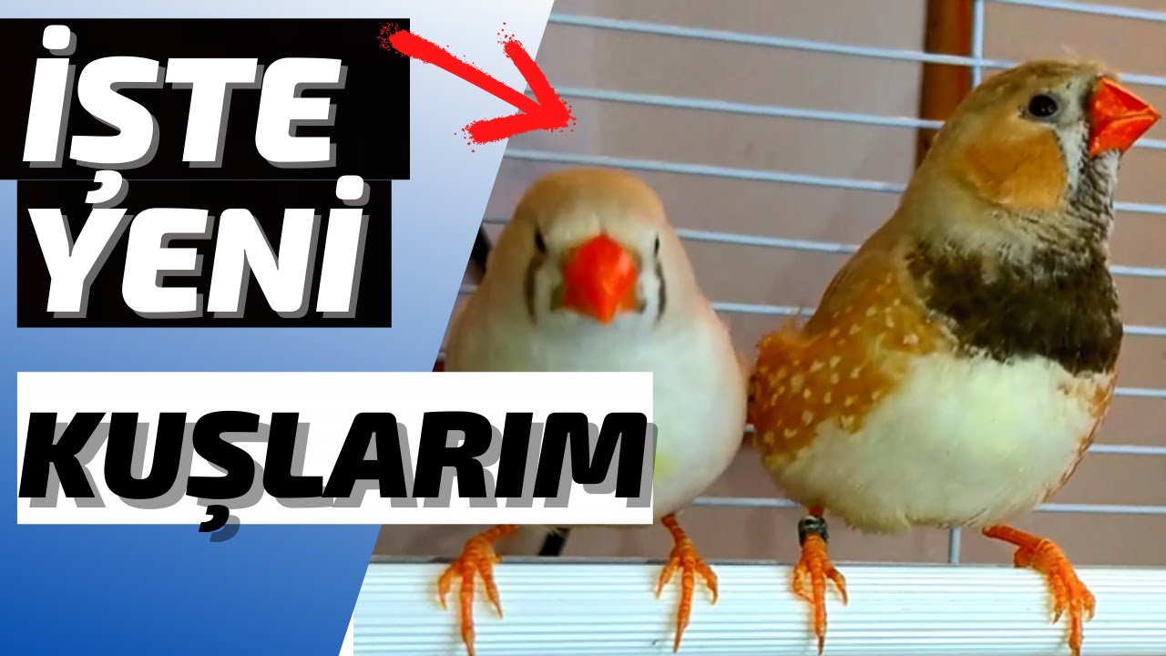 JUMBO HİNT BÜLBÜLÜ TAKIMI ALDIM 💴💰 //  Tepeli Jumbo CFW BB ❌ Jumbo CFW 🦜