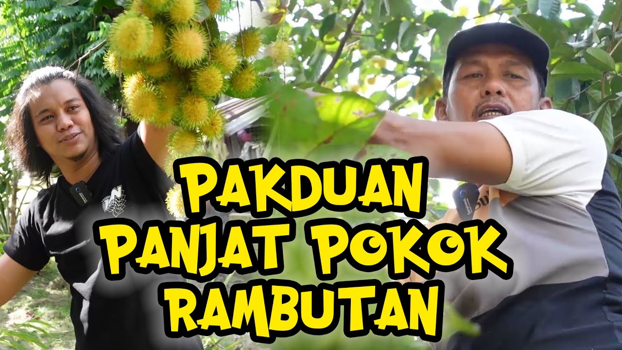 Pakduan Panjat pokok rambutan guna Alat Canggih