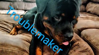 🤣 GUNNER'S LITTLE TEMPER  TANTRUM 🤣 #pigandfriends #rottweiler #viral by PIG AND FRIENDS  921 views 3 months ago 3 minutes, 50 seconds