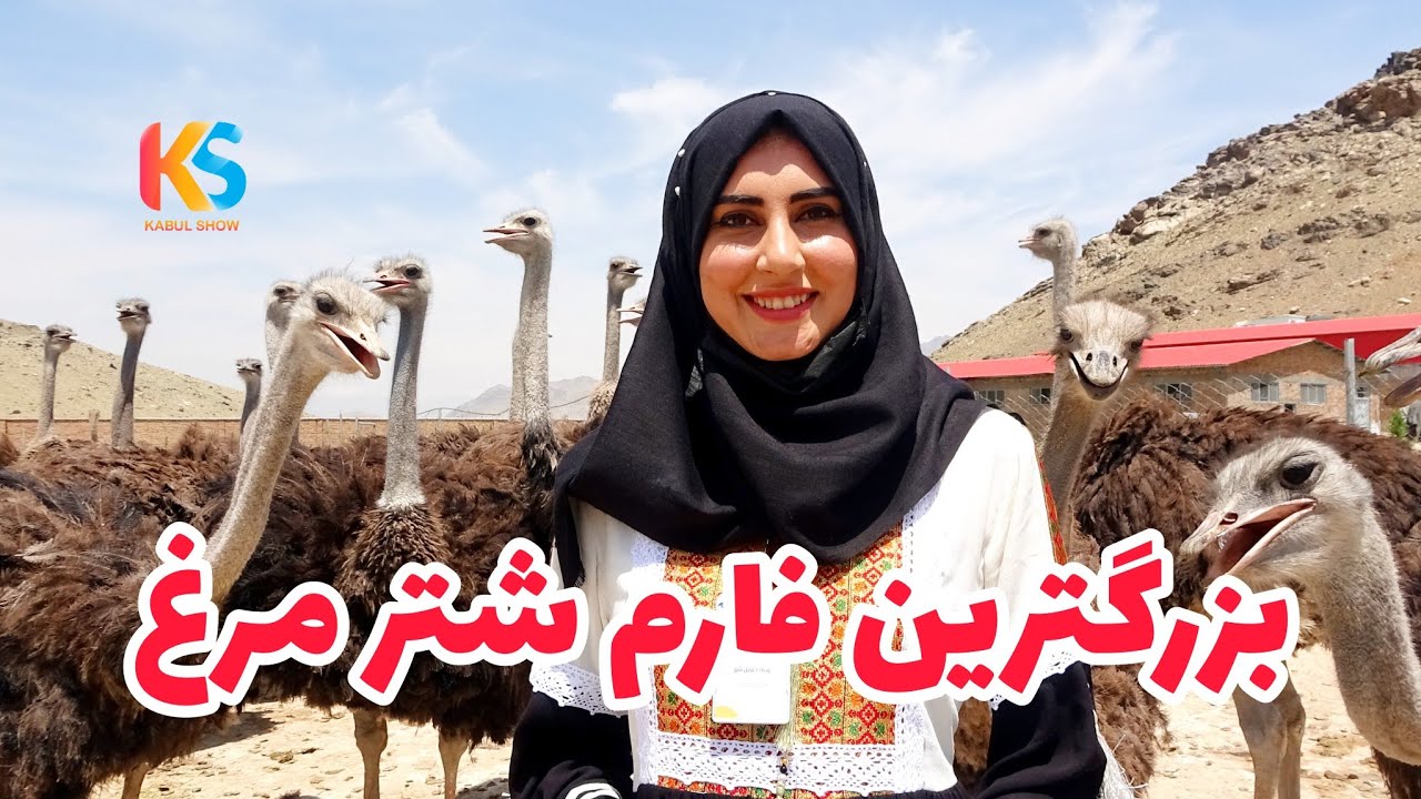 معرفی بزرگترین فارم شتر مرغ در شهر کابل