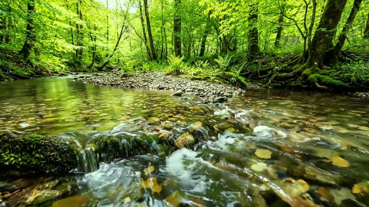 Gentle Stream and Birds Singing, Beautiful River Flow, Lovely Harmonious Forest Nature Sounds ASMR