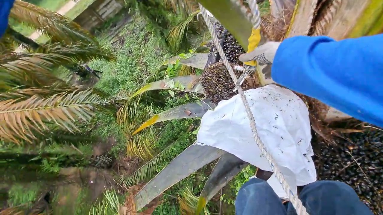 PERAWATAN POHON INDUK BENIH UNGGUL DXP SIMALUNGUN PT.PIL