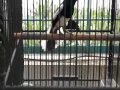 Video Burung Kacer Gacor
