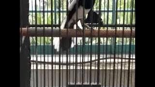kacer sumatera raja pinggiran-ngekek