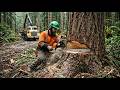 Extreme Tree Removal Skills | Giant Trees & Close Calls
