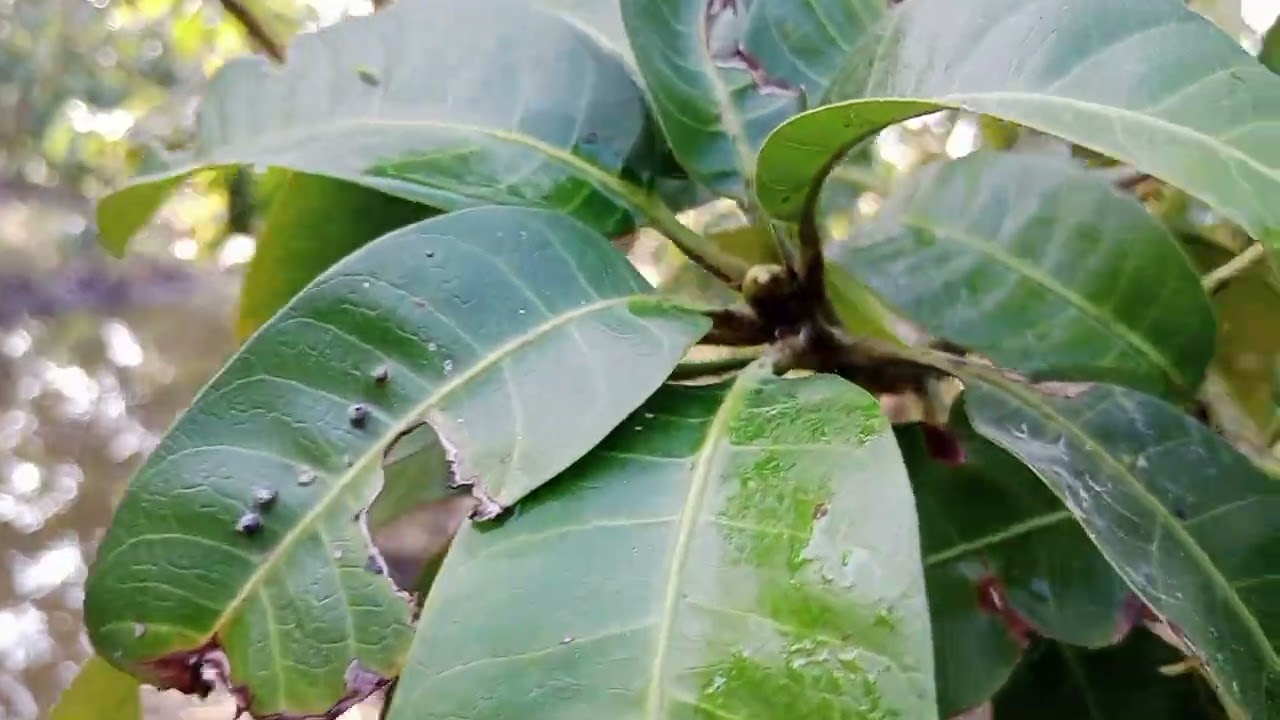 Phung thuốc kích cử 2 cho xoài đài Loan 