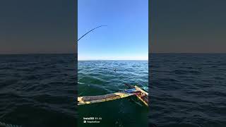 Grouper Landed #fishingdaily #fishing #fishingvlog  #pedrogastambidefishing #saltwaterfishing