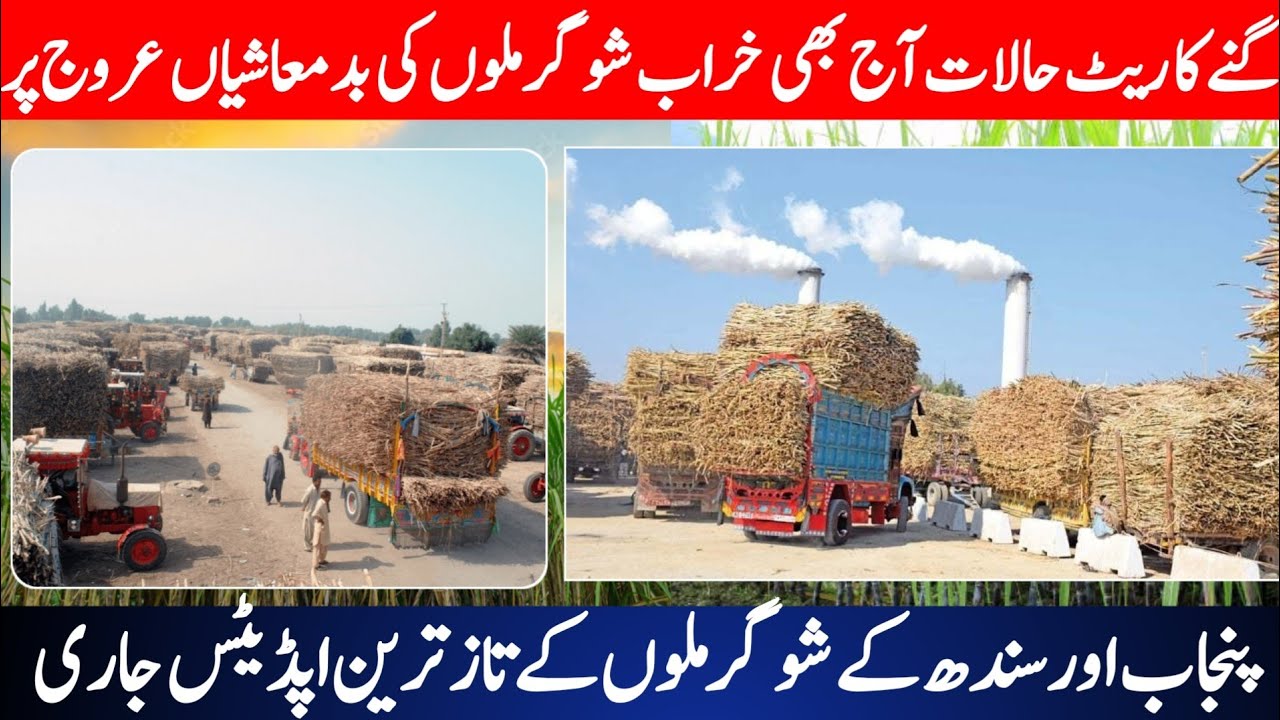 Big Sugarcane Rate Increase Today | Sugar Mills Raise Prices | Latest Ganna Rate Update Pakistan