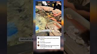 Baru Tau Cara Makan Bintang Lautternyata Begini  trending viral shorts