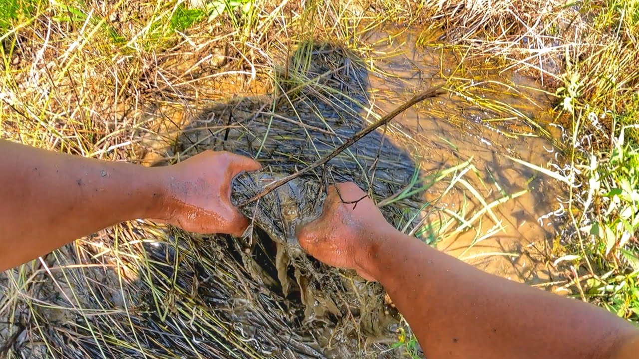 Rezeki Ikan Serah Diri!!