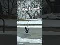 A crow taking flight