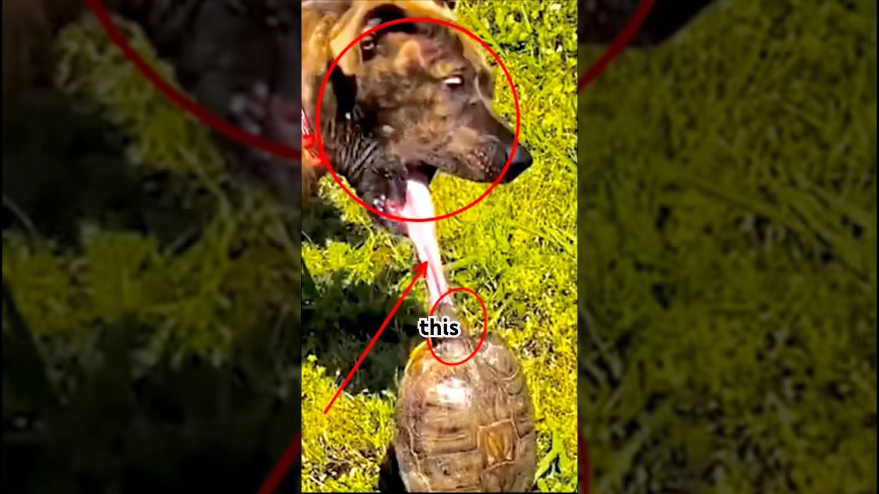 Facts a dangerous mistake you can make about snake turtles 