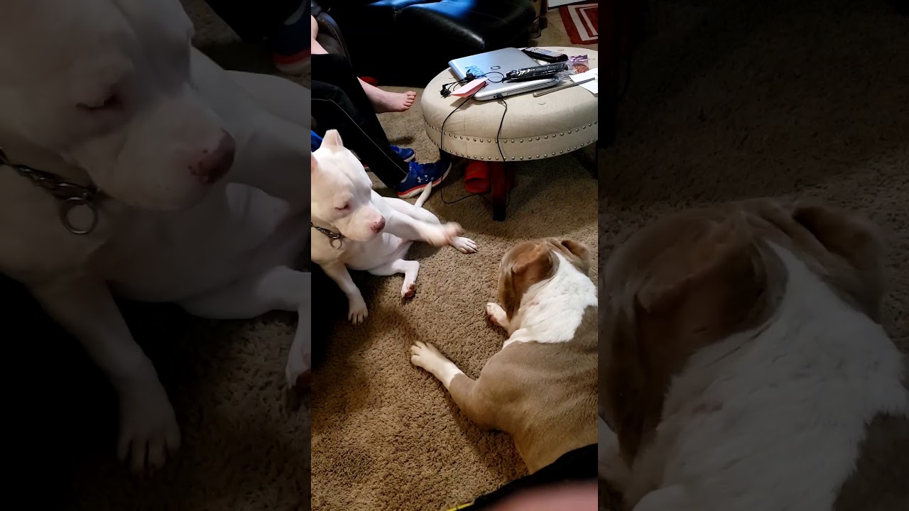 Griz Lee Bear and Kodiak Kya Kong playing around (short)