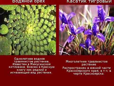 Растения занесенные в красную книгу.