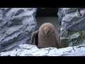 旭山動物園 キングペンギンヒナ51番-追い詰められる