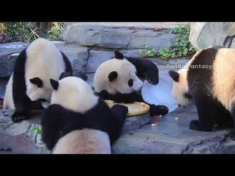 【成都熊貓基地】熱乾麵蛋烘糕兩歲生日會小合集