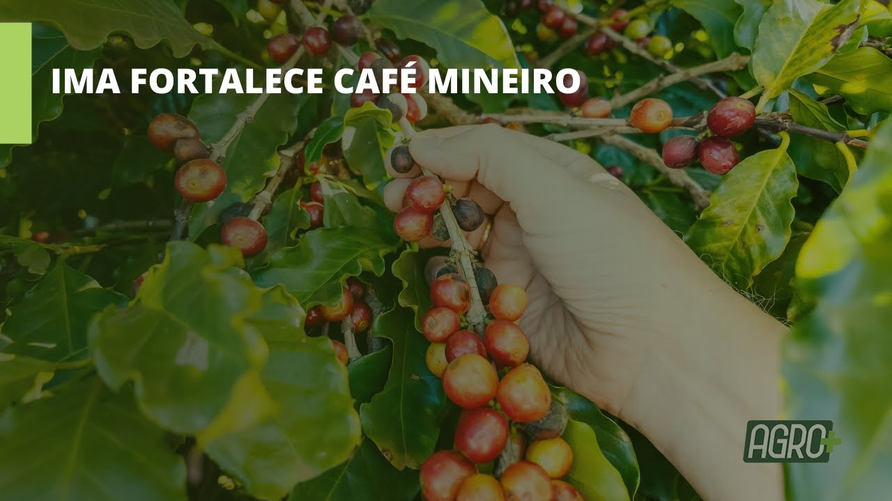 Sanidade e certificação garantem qualidade e competitividade