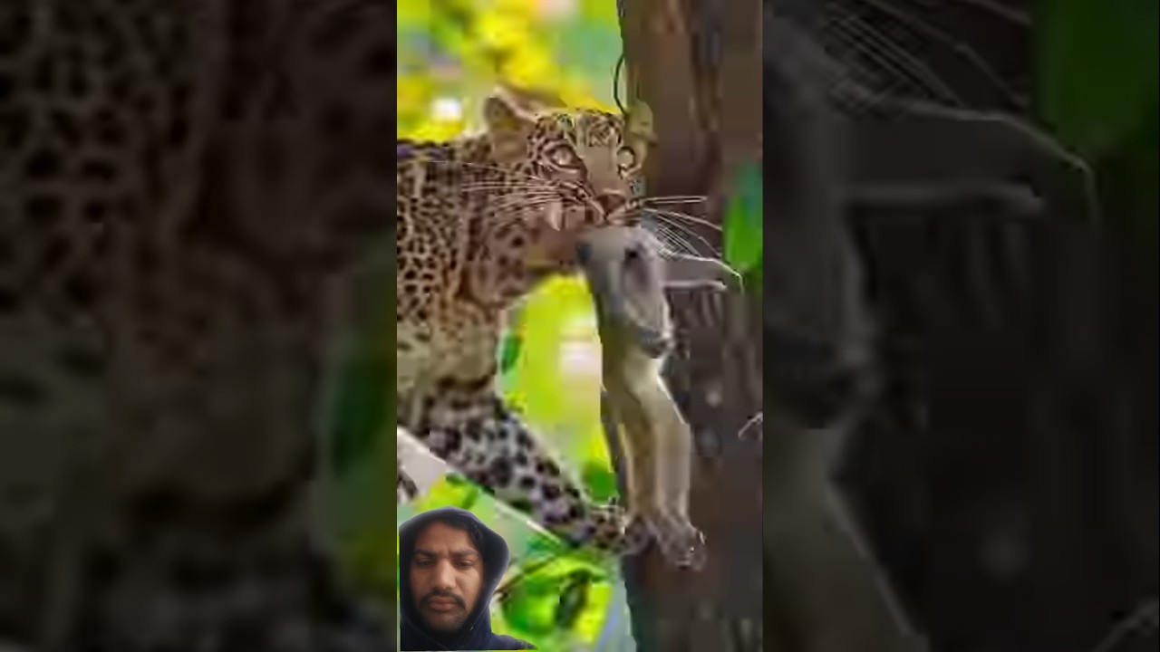 Tiger, Lion, Leopard Attack Monkey By info fact News