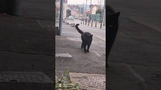 I Saw A Black Cat And Thought It Was Mr Bob