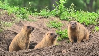 Молодые сурки (сурок байбак) || young marmots (Marmota bobak)