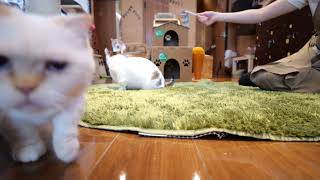 【Kinkalow cat】Mei playing by TOKYO CATS 77 views 1 year ago 2 minutes, 31 seconds