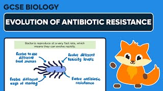 Evolution of Antibiotic Resistance - GCSE Biology